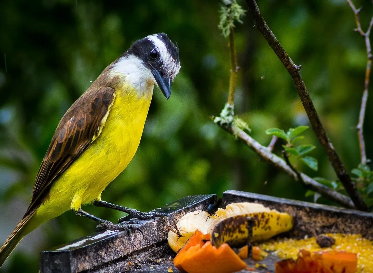 Ave em observação de pássaros na reserva