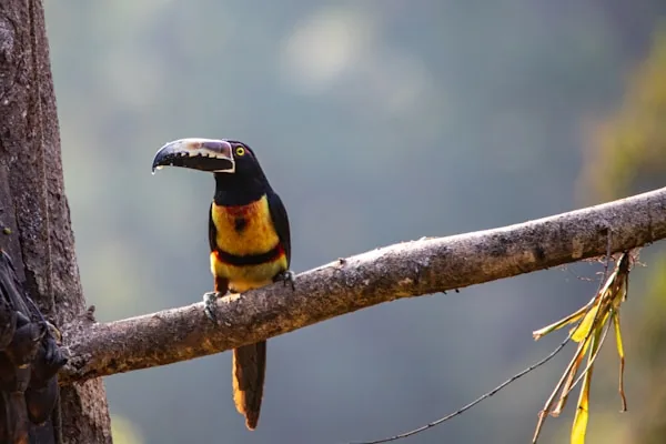 Pássaro na natureza